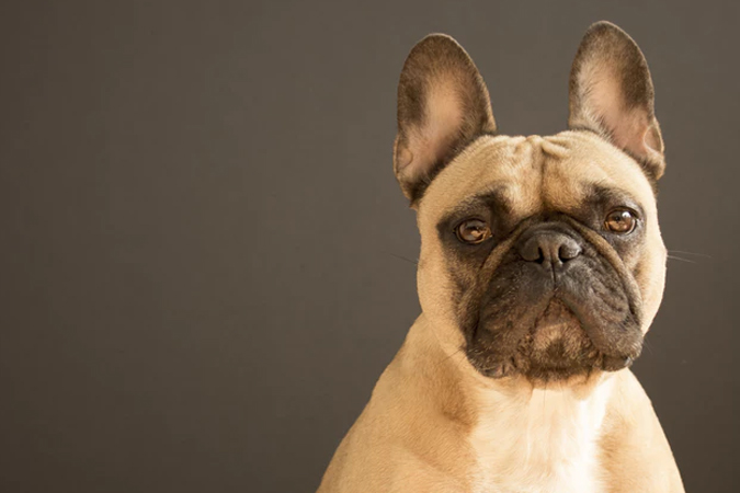 10 Interesting Facts About Fido Dogs