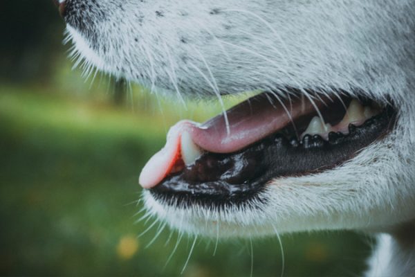 How To Clean Your Dog's Teeth - Crown Products