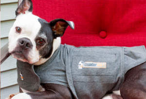 A Boston Terrier wearing a gray sweater lying on a red cushion.