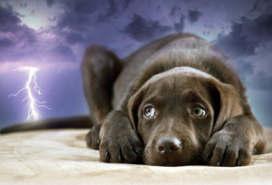 what can i do to calm my dog during thunderstorms