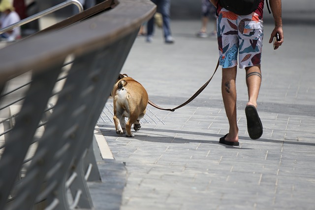 dog walking