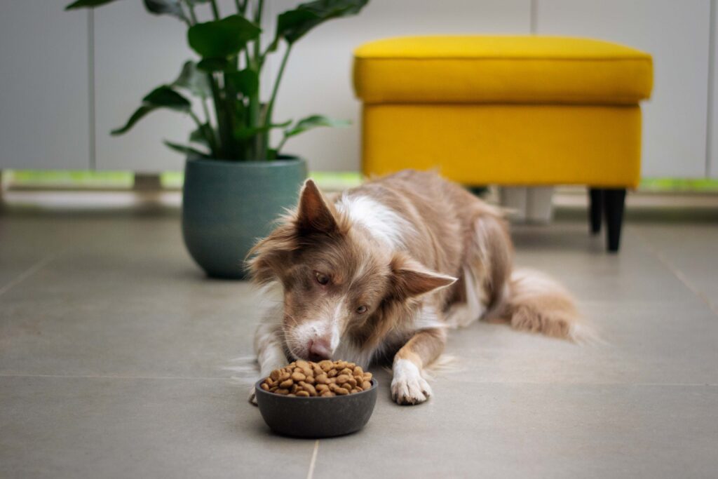 Choosing the Best Dog Food for Your Pet